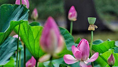 北京：賞荷圓明園