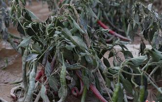 強降雨致貴州省農作物受災27010公頃