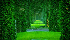 成都二環路高架水泥橋墩變身&ldquo;綠色長廊&rdquo;